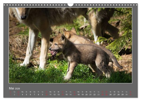 Produktbild: Tierbabys 2026 (Wandkalender 2026 DIN A3 quer), CALVENDO Monatskalender