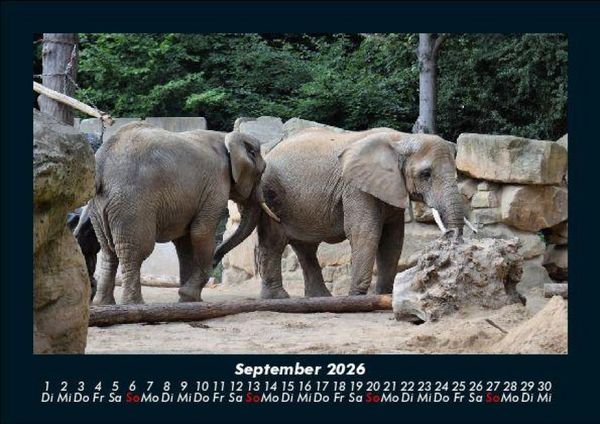 Produktbild: Der Elefantenkalender 2026 Fotokalender DIN A5