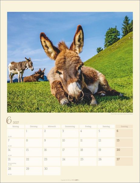 Produktbild: Esel Kalender 2027