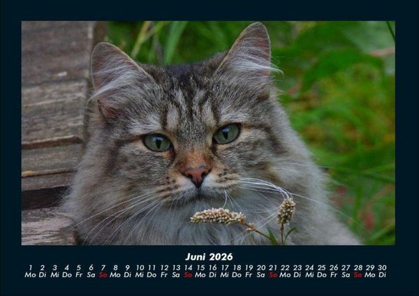 Produktbild: F&uuml;r Katzenfreunde 2026 Fotokalender DIN A4