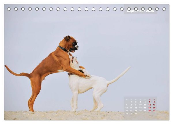 Produktbild: Typisch Boxer (Tischkalender 2026 DIN A5 quer), CALVENDO Monatskalender