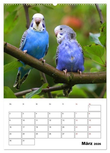 Produktbild: Der Wellensittich - mein bester Freund (hochwertiger Premium Wandkalender 2026 DIN A2 hoch), Kunstdruck in Hochglanz