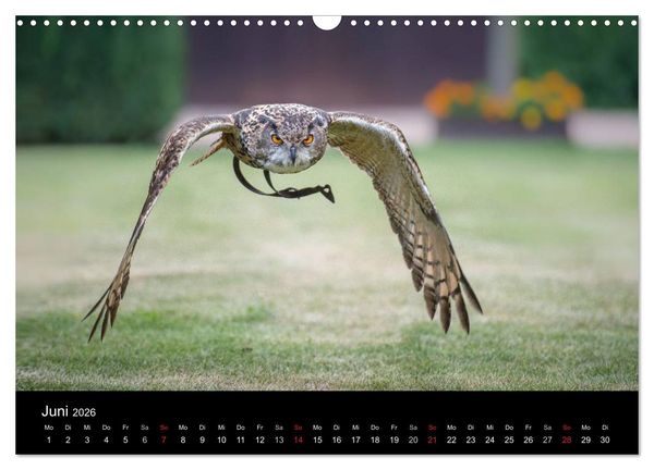 Produktbild: Sch&ouml;nheiten der L&uuml;fte - Greifv&ouml;gel (Wandkalender 2026 DIN A3 quer), CALVENDO Monatskalender