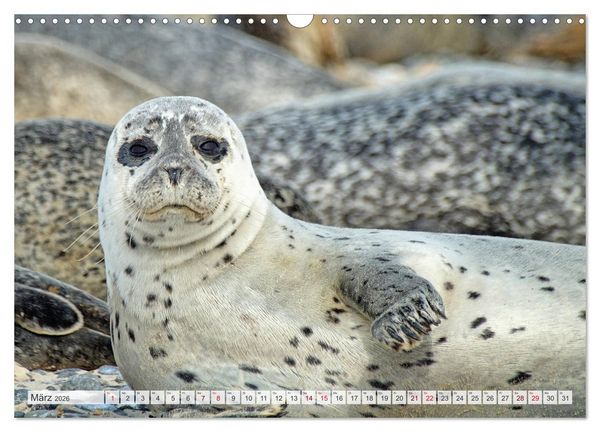 Produktbild: Guck mal ... Robben im Wattenmeer (Wandkalender 2026 DIN A3 quer), CALVENDO Monatskalender