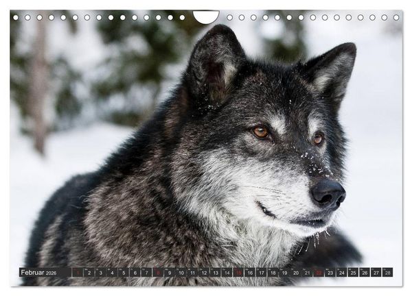 Produktbild: W&ouml;lfe. Graue Eminenzen (Wandkalender 2026 DIN A4 quer), CALVENDO Monatskalender
