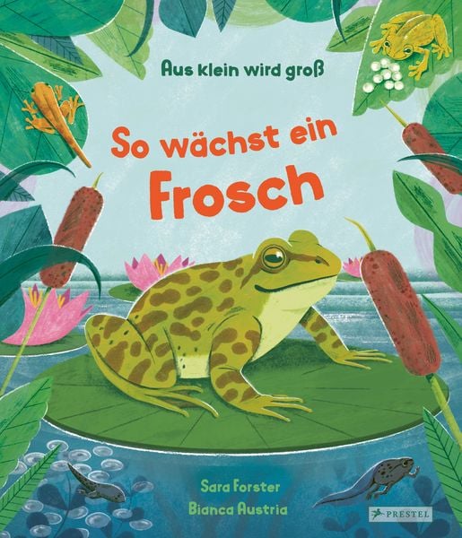 Produktbild: Aus klein wird gro&szlig;. So w&auml;chst ein Frosch