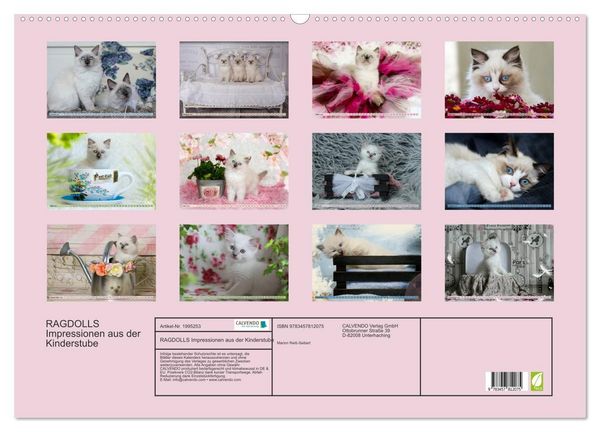 Produktbild: RAGDOLLS Impressionen aus der Kinderstube (Wandkalender 2026 DIN A2 quer), CALVENDO Monatskalender