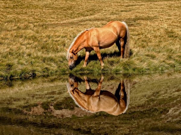 Produktbild: CALVENDO Puzzle Ein Motiv aus dem Kalender Pferde - Hobby und Leidenschaft | 1000 Teile Lege-Gr&ouml;&szlig;e 64x48cm Foto-Puzzle f&uuml;r gl&uuml;ckliche Stunden