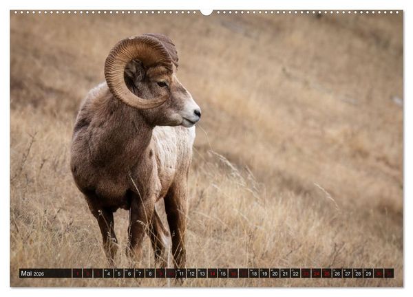 Produktbild: Wildtierkalender (hochwertiger Premium Wandkalender 2026 DIN A2 quer), Kunstdruck in Hochglanz