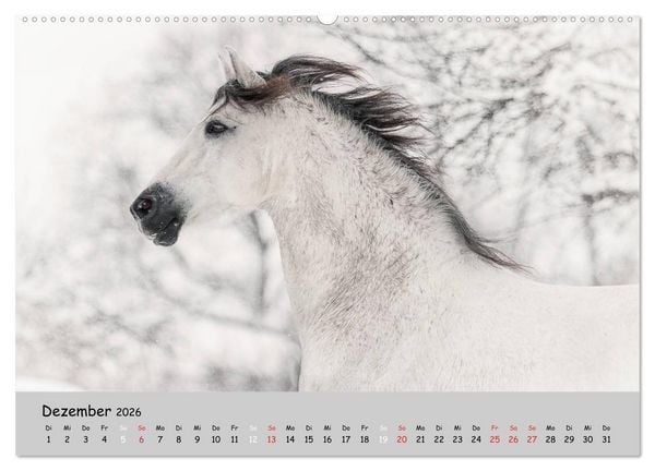 Produktbild: Pferde - Anmut und St&auml;rke gepaart mit Magie (Wandkalender 2026 DIN A2 quer), CALVENDO Monatskalender