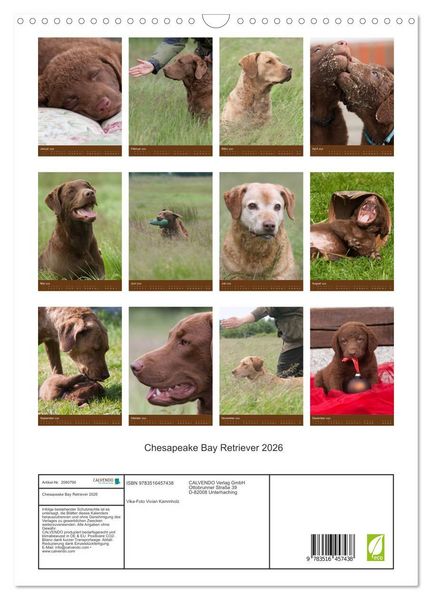 Produktbild: Chesapeake Bay Retriever 2026 (Wandkalender 2026 DIN A3 hoch), CALVENDO Monatskalender