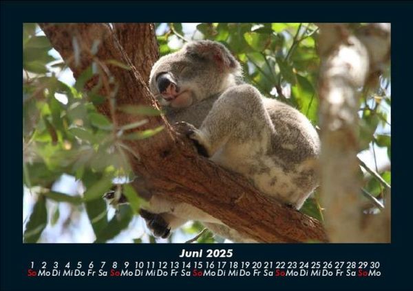 Produktbild: Koala 2025 Fotokalender DIN A5