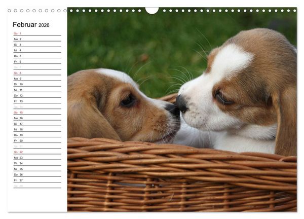 Produktbild: DER BEAGLEige TERMINPLANER (Wandkalender 2026 DIN A3 quer), CALVENDO Monatskalender