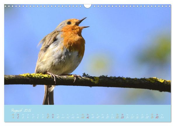 Produktbild: Das Rotkehlchen singt uns ein Lied (Wandkalender 2026 DIN A3 quer), CALVENDO Monatskalender
