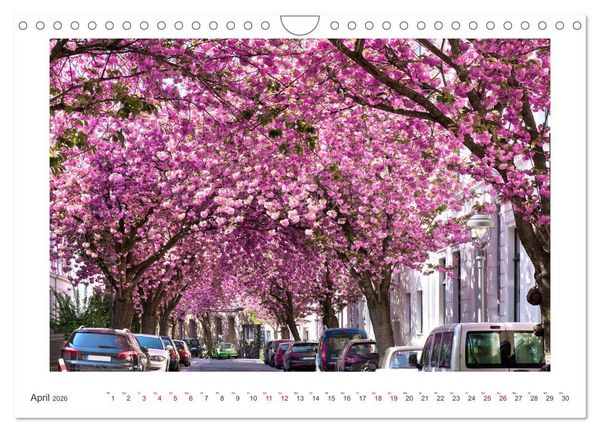 Produktbild: Japanische Kirschbl&uuml;te in Bonn (Wandkalender 2026 DIN A4 quer), CALVENDO Monatskalender