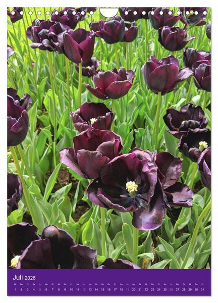 Produktbild: Tulpen. Bunter Fr&uuml;hling (Wandkalender 2026 DIN A4 hoch), CALVENDO Monatskalender