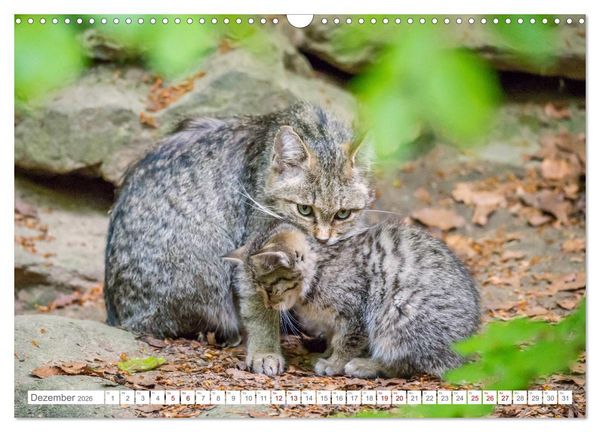 Produktbild: Wildkatzenbabys - wild und zuckers&uuml;&szlig;. (Wandkalender 2026 DIN A3 quer), CALVENDO Monatskalender