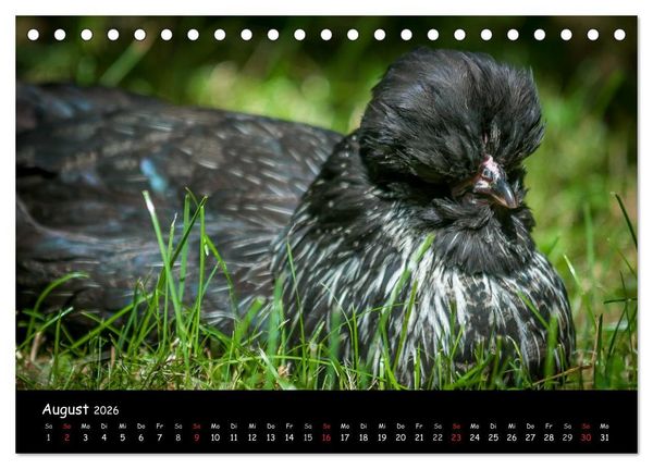 Produktbild: Gartenh&uuml;hner (Tischkalender 2026 DIN A5 quer), CALVENDO Monatskalender