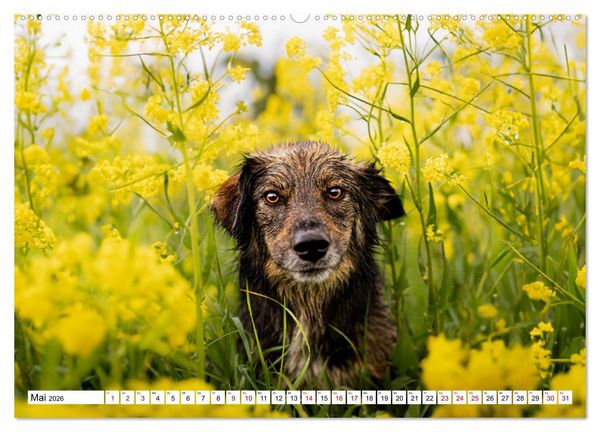 Produktbild: Ein Hundejahr in Bildern (Wandkalender 2026 DIN A2 quer), CALVENDO Monatskalender