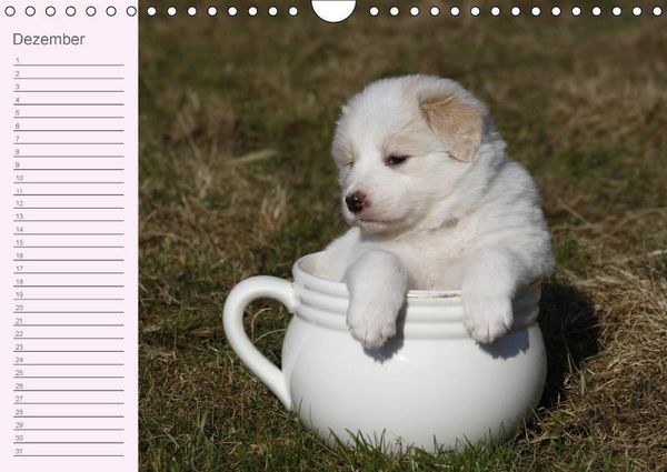 Produktbild: Border Collie-Welpen Geburtstagskalender (Wandkalender immerw&auml;hrend DIN A4 quer)