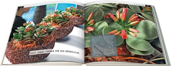 Produktbild: Sukkulenten mit Style