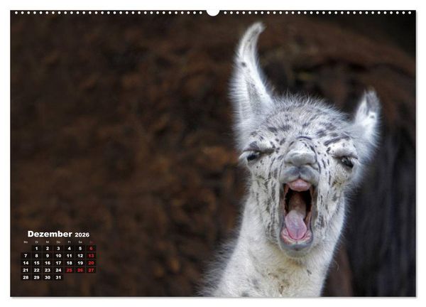 Produktbild: Kamele (hochwertiger Premium Wandkalender 2026 DIN A2 quer), Kunstdruck in Hochglanz