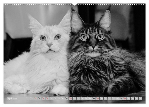 Produktbild: Katzen Pers&ouml;nlichkeiten 2026 (Wandkalender 2026 DIN A2 quer), CALVENDO Monatskalender