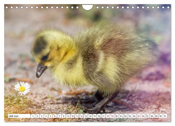 Produktbild: Flauschige Momente! Enten- und G&auml;nsek&uuml;ken im Jahreslauf (Wandkalender 2026 DIN A4 quer), CALVENDO Monatskalender