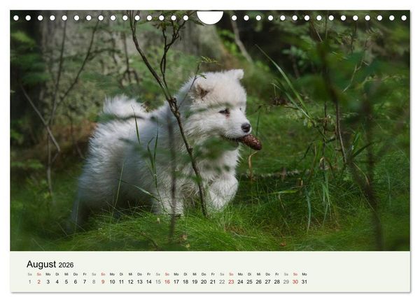 Produktbild: Kleine Samojeden - Eisb&auml;rchen Abenteuer im M&auml;rchenwald (Wandkalender 2026 DIN A4 quer), CALVENDO Monatskalender