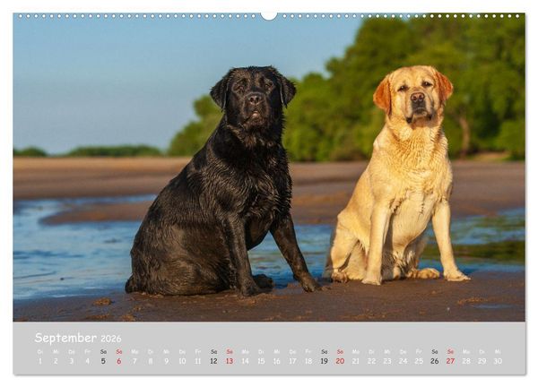 Produktbild: Liebenswerter Labrador 2026 (Wandkalender 2026 DIN A2 quer), CALVENDO Monatskalender