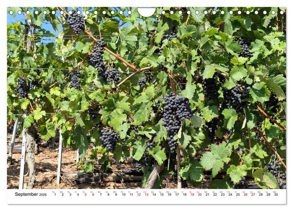 Produktbild: The Moselle valley - Along the Moselle river from Trier to Koblenz (Wall Calendar 2026 DIN A4 landscape), CALVENDO 12 Month Wall Calendar