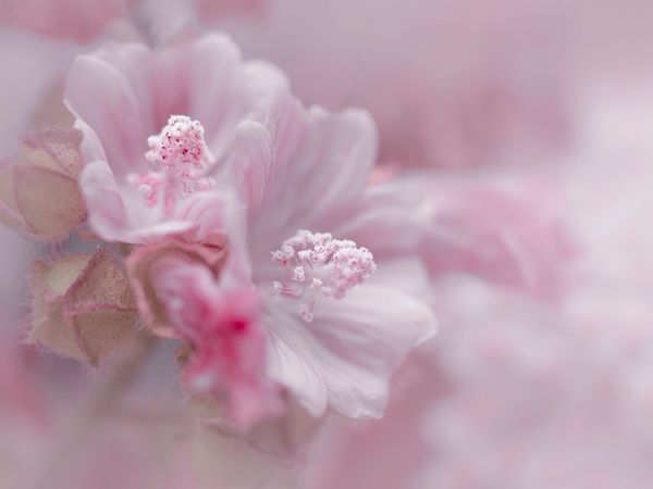 Produktbild: CALVENDO Puzzle Rosa Hibiscus 1000 Teile Lege-Gr&ouml;&szlig;e 64 x 48 cm Foto-Puzzle Bild von Ulrike Adam
