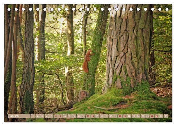 Produktbild: Der Wald - Ort der Ruhe und Besinnung (Tischkalender 2026 DIN A5 quer), CALVENDO Monatskalender