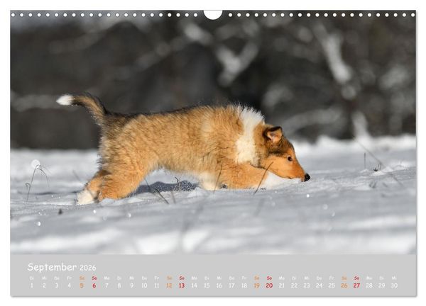 Produktbild: Collie Welpen im Schnee (Wandkalender 2026 DIN A3 quer), CALVENDO Monatskalender
