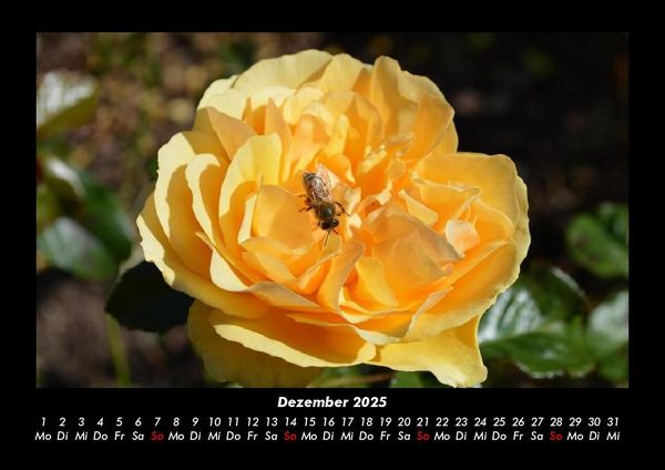 Produktbild: Rosentraum 2025 Fotokalender DIN A3