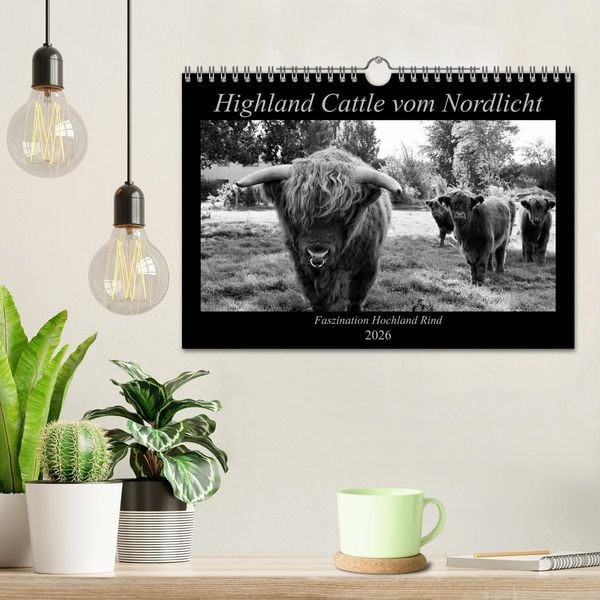 Produktbild: Highland Cattle vom Nordlicht - Faszination Hochland Rind (Wandkalender 2026 DIN A4 quer), CALVENDO Monatskalender