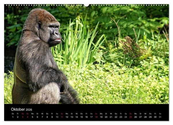 Produktbild: Gorillas - Die sanften Wilden (hochwertiger Premium Wandkalender 2026 DIN A2 quer), Kunstdruck in Hochglanz