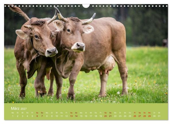 Produktbild: Allg&auml;uer Rindvieh 2027 (Wandkalender 2027 DIN A3 quer), CALVENDO Monatskalender