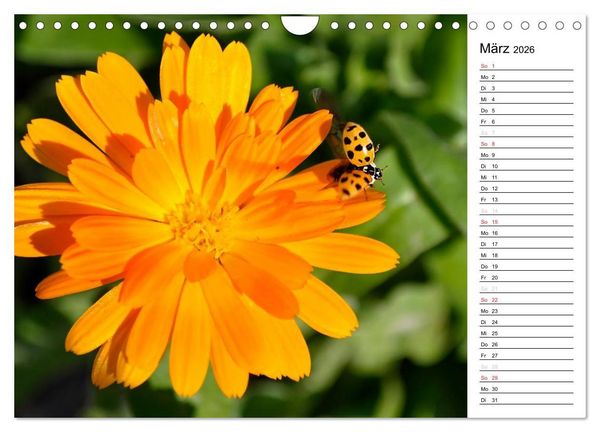 Produktbild: Marienk&auml;fer 2026 (Wandkalender 2026 DIN A4 quer), CALVENDO Monatskalender