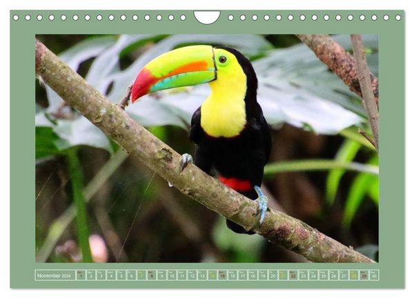 Produktbild: Some Costa Rican Birds (Wall Calendar 2026 DIN A4 landscape), CALVENDO 12 Month Wall Calendar