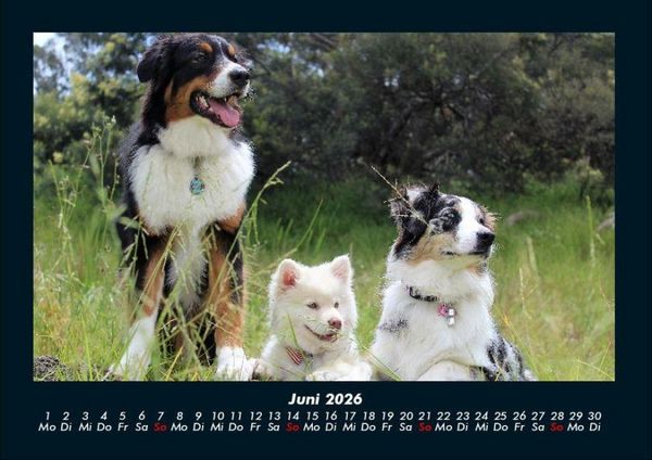 Produktbild: Hundezauber 2026 Fotokalender DIN A4