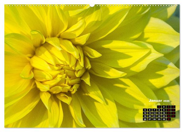 Produktbild: Im Herzen der Dahlie (hochwertiger Premium Wandkalender 2026 DIN A2 quer), Kunstdruck in Hochglanz