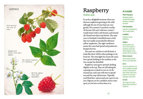 Produktbild: The First-Time Forager