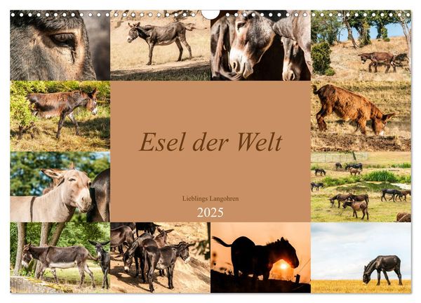 Esel der Welt - Lieblings Langohren (Wandkalender 2025 DIN A3 quer), CALVENDO Monatskalender