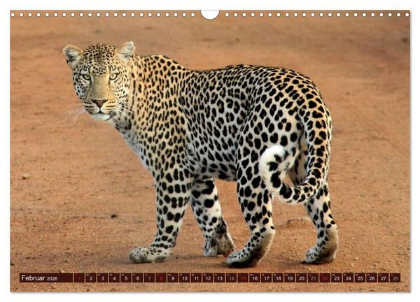 Produktbild: Afrikas wilde Sch&ouml;nheiten (Wandkalender 2026 DIN A3 quer), CALVENDO Monatskalender