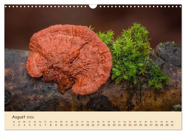 Produktbild: Pilzgalerie - Eindrucksvolle Aufnahmen von unseren heimischen Pilzen (Wandkalender 2026 DIN A3 quer), CALVENDO Monatskalender