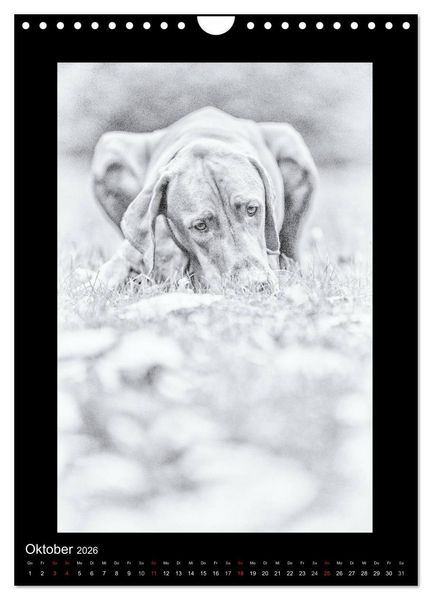 Produktbild: Vizsla-Liebe (Wandkalender 2026 DIN A4 hoch), CALVENDO Monatskalender