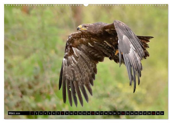 Produktbild: Fantastische V&ouml;gel (Wandkalender 2026 DIN A2 quer), CALVENDO Monatskalender