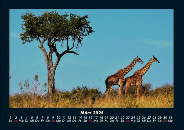 Produktbild: Giraffen 2025 Fotokalender DIN A4