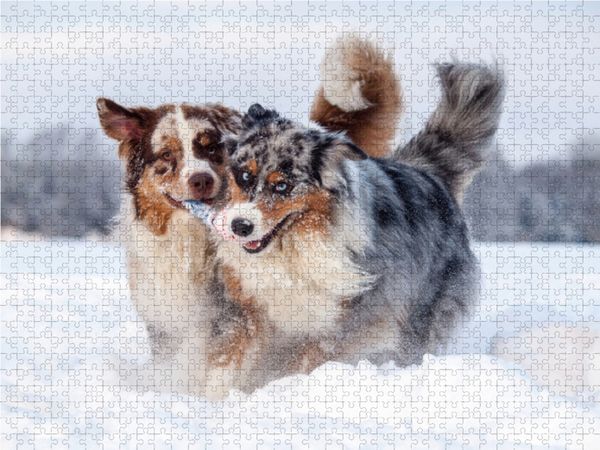 Produktbild: CALVENDO Puzzle Spa&szlig; im Schnee 1000 Teile Lege-Gr&ouml;&szlig;e 64 x 48 cm Foto-Puzzle Bild von Annett Mirsberger www.tierpfoto.de
